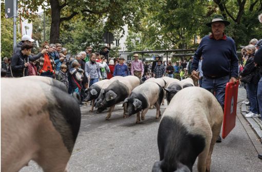 Schwäbisch-Hällisches Landschwein begleiten den Umzug. Foto: Lichtgut/Julian Rettig