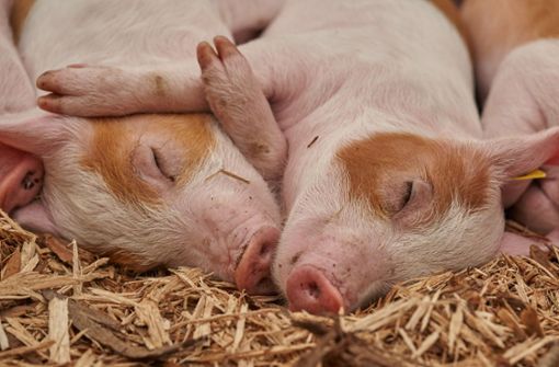 Auch Schweinebestände müssen gemeldet werden. Foto: Pixabay