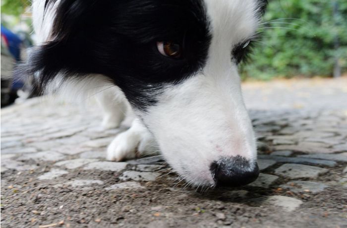 Warnung an Hundehalter in Schorndorf: Hund schluckt  Giftköder am Wegesrand