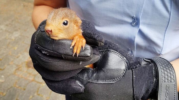 Feuerwehrmann rettet verlassenes Eichhörnchenbaby