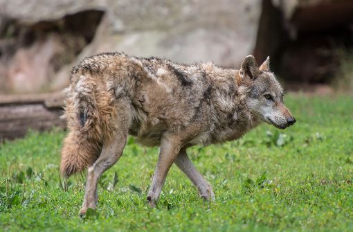Ein toter Wolf ist am Schluchsee gefunden worden. Die Polizei Freiburg ermittelt nun wegen Verstößen gegen das Tierschutzgesetz und das Bundesnaturschutzgesetz. Foto: dpa