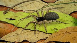 Forscher entdecken Urzeit-Spinne