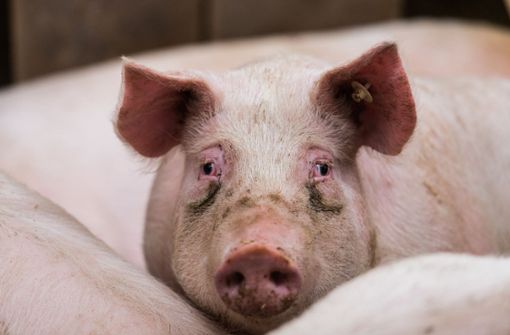 Im Landkreis Emmendingen gab es Fälle der Schweinepest (Symbolbild). Foto: dpa/Andreas Arnold