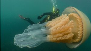 Mit einer menschengroßen Lungenqualle schwimmt die  Biologin Lizzie Daly in den Tiefen des Atlantiks. Foto: glomex