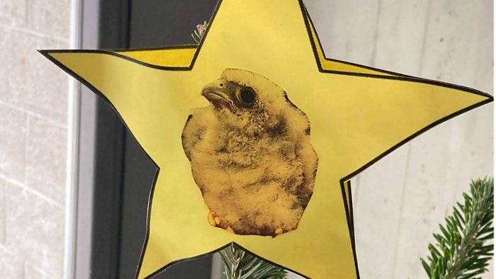 Von der Polizei Winnenden  gerettet: Falke Winni ziert jetzt den Weihnachtsbaum