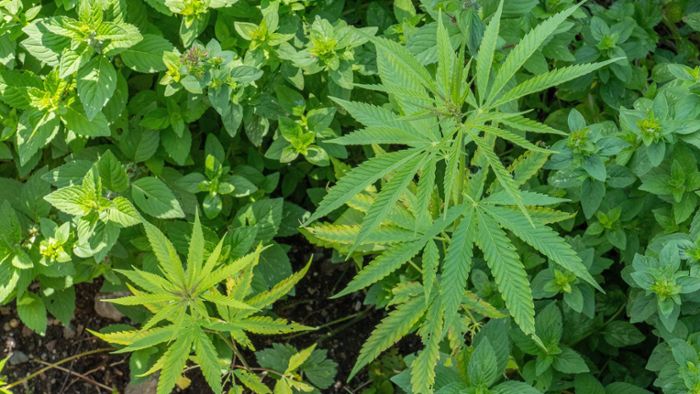 Polizei entdeckt Cannabisplantage mit 1900 Pflanzen