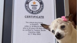 Hündin Pebbles hielt Guinness-Weltrekord