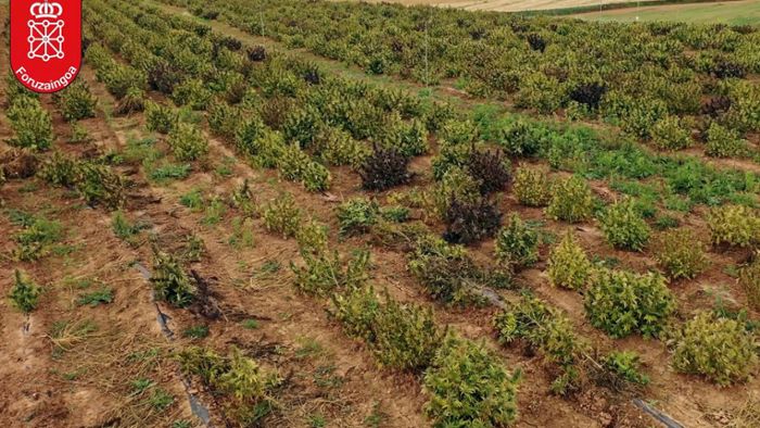 Polizei entdeckt „größte Cannabis-Plantage“ Europas