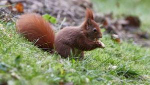 Normalerweise sammeln Eichhörnchen Nüsse und Samen. Ein Artgenosse hat sich nun einen Apfel schmecken und sich dabei filmen lassen. Foto: dpa/Georg Wendt