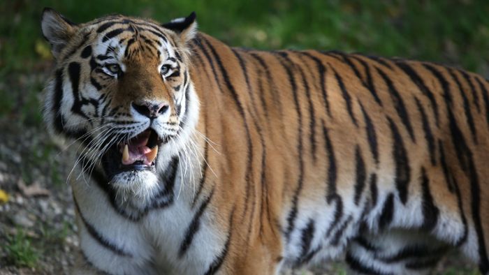 Jagd auf menschenfressenden Tiger