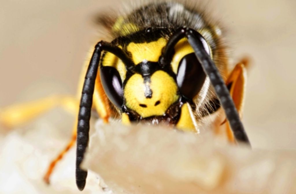 So detailliert sieht man Wespen selten. Die fantatischen Tiere nehmen die meisten als   nimmersatte Plagegeister im Garten und auf dem Balkon wahr. Foto: dpa