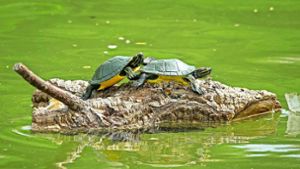 Auch so sieht Schiffsmodellbau aus: Zwei Schildkröten schippern auf einem Stückchen Baum über den See im Leonberger Stadtpark. Foto: Simon Granville