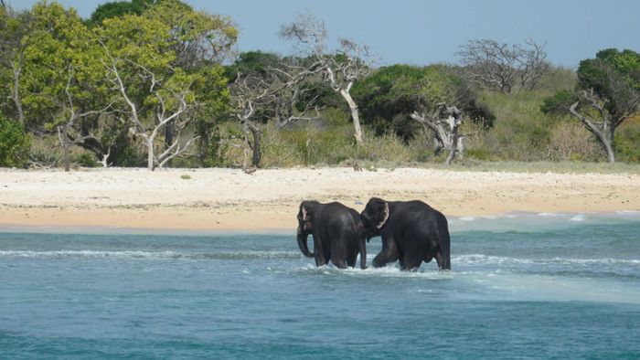 Marine rettet zwei Elefanten vor dem Ertrinken