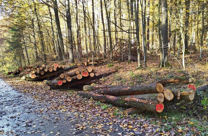 Teures Brennholz im Kreis Ludwigsburg: Holzdiebe rüsten auf – und die Förster auch