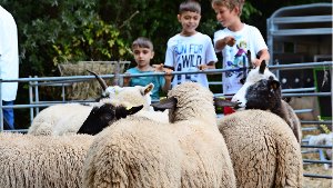Die Schafschau lockt besonders junge Besucher an. Foto: Sandra Brock