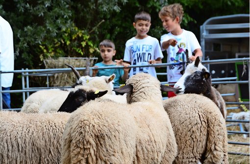 Die Schafschau lockt besonders junge Besucher an. Foto: Sandra Brock