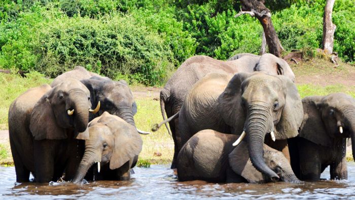 Massenhafter Elefanten-Tod gibt Rätsel auf