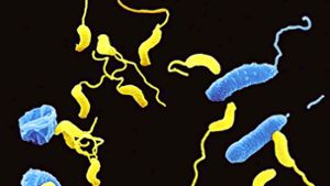 So stellt sich der Zeichner den Angriff der Killerbakterien (gelb) vor. Foto: dpa
