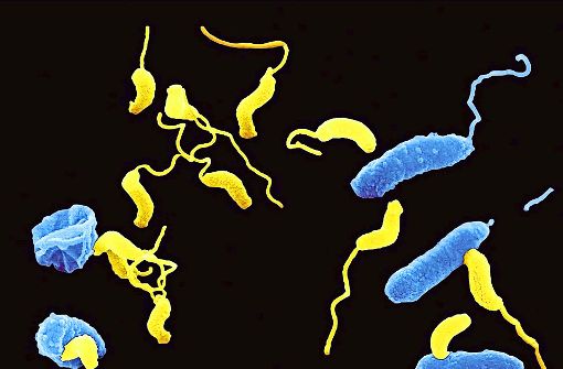 So stellt sich der Zeichner den Angriff der Killerbakterien (gelb) vor. Foto: dpa