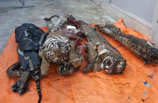 Die inneren Organe der Tiger hatte man den Tieren bereits entnommen. Foto: AFP