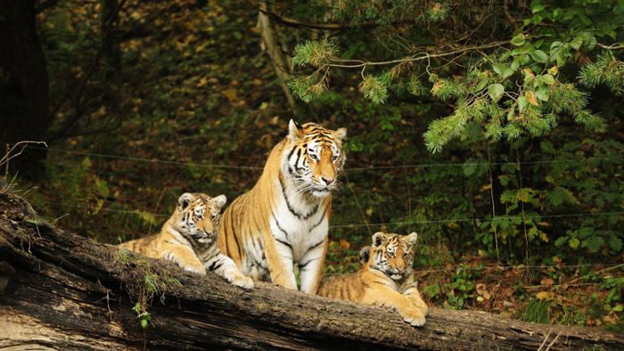 Tiger tötet Tierpflegerin – Besucher sieht den Angriff