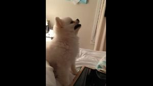 Welpe Roux ist einfach zu putzig, wenn er niest. Foto: Screenshot Youtube/Roux The Pomeranian