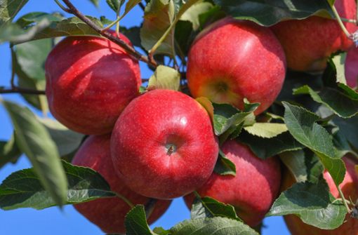 Beim Äpfelsammeln ist im Rems-Murr-Kreis ein Senior dreist beklaut worden. Foto: dpa