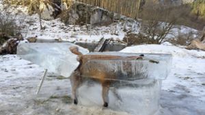 Jäger stellt ertrunkenen Fuchs im Eisblock aus