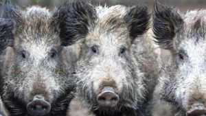 Zweiter Schweinepest-Fall nahe polnischer Grenze zu Deutschland