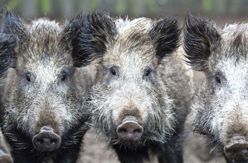 Die Afrikanische Schweinepest wurde demnach bei einem Wildschwein festgestellt. (Symbolbild) Foto: dpa/Ralf Hirschberger