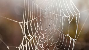 Deutsche Doktorandin entdeckt neue Spinnenart