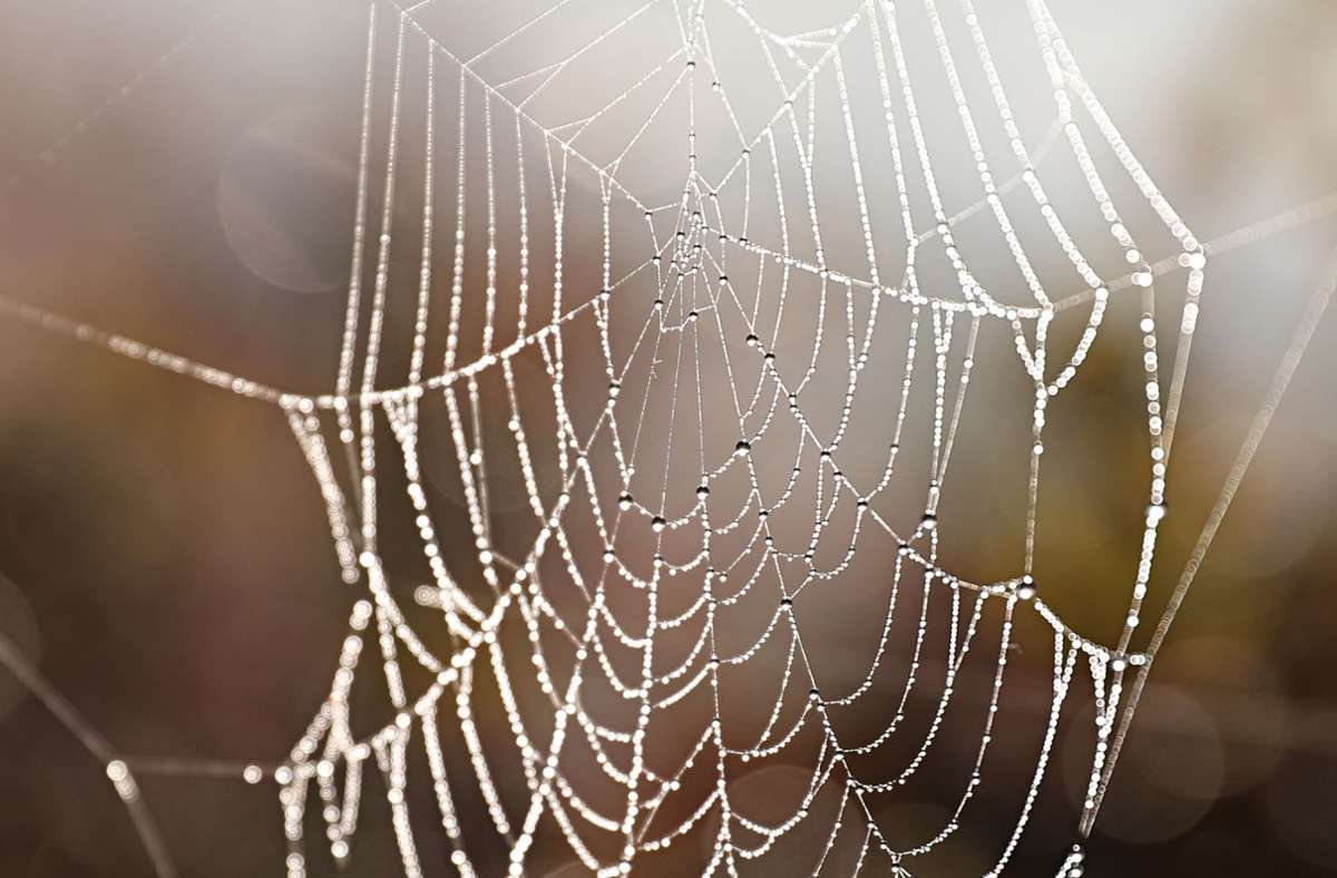 Bei Recherchen zum Thema Spinnenseide hat Charlotte Hopfe eine neue Spinnenart entdeckt. Foto: dpa/Franziska Kraufmann
