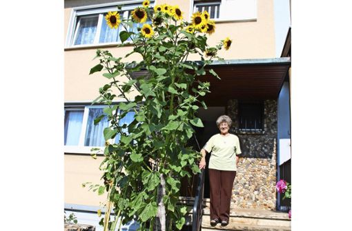 Damit die riesige Sonnenblume nicht umknickt, hat Ilse Wohlgemut den Stamm mit Schnüren an der Hauswand gesichert. Foto: Sebastian Steegmüller
