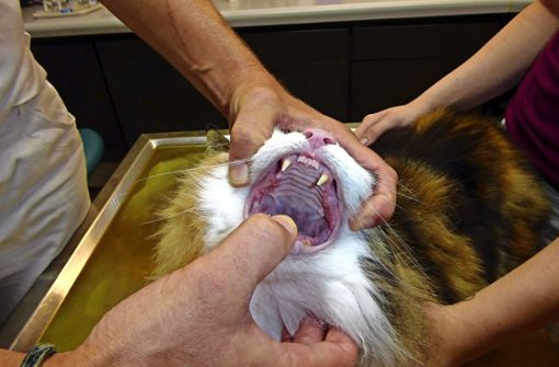 Waldkatze Lili bekommt Fäden im Maul gezogen und kann endlich wieder richtig futtern. Foto:  