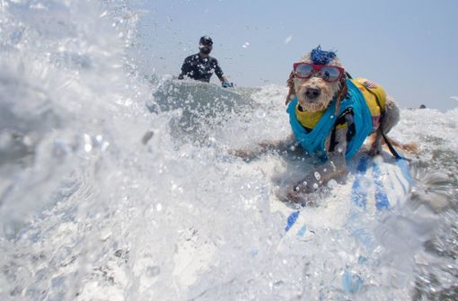 Ein Teilnehmer beim „Surf Dog-A-Thon“ surft im lässigen Outfit eine Welle. Foto: imago/ZUMA Press/imago sportfotodienst