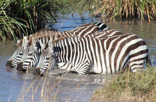 Unser Leser Hubert Uhl hat Zebras einträchtig beim Trinken eingefangen. Foto: Hubert Uhl