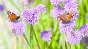 Blick in einen Schmetterlingsgarten: Tagpfauenaugen tummeln sich zusammen mit Bienen auf dem  blühenden Berglauch. Foto: Ulmer Verlag