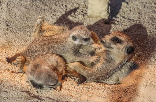 Spielen mit Mama und viel Schlafen gehören für die drei fünf Wochen alten Erdmännchen zum täglichen Programm. Foto: Wilhelma Stuttgart