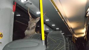 Einen Fahrschein hatte er nicht gelöst: In Kärnten ist ein Hirsch bei einem Unfall in einem Bus gelandet. Das Tier wurde nicht verletzt und verließ das Transportmittel laut Polizei ordnungsgemäß durch die hintere Tür. Foto: dpa/Handout