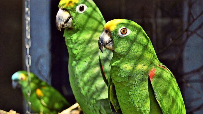 Gestohlene Papageien sind wieder zu Hause