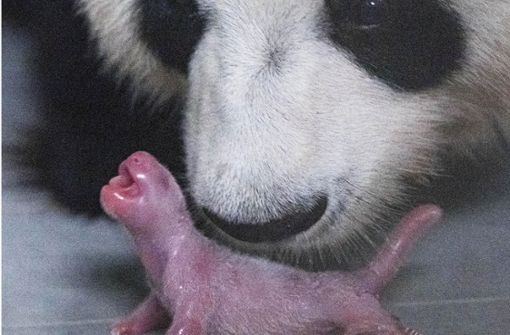 Vom Panda, wie man ihn so kennt, hat das neugeborene Panda-Baby – das Wesen vor der Panda-Mama – noch nicht viel. Foto: dpa