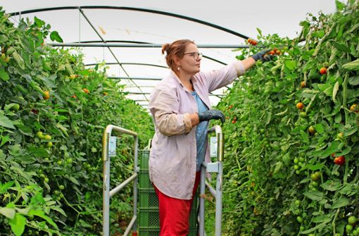 Zurzeit läuft auf dem Gelände des Bio-Gemüsehofs Hörz in Bonlanden die Tomatenernte Foto: /Caroline Holowiecki