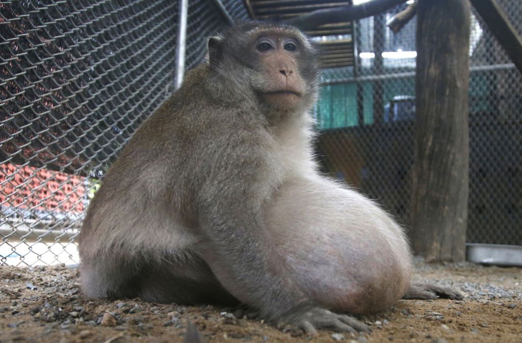 Im Internet sind vor einiger Zeit Bilder des Affen aufgetaucht. Wildschützer haben sich daraufhin des Tiers angenommen.