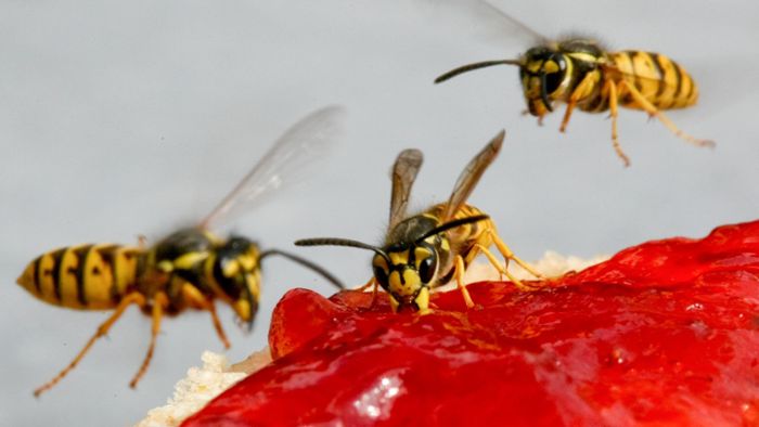 Wespen vermehren sich schnell – das können Sie tun!