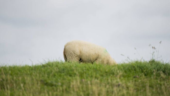 Unbekannte zerschneiden Schutzanzug eines allergischen Schafes
