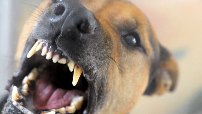 5. Juli: Sexueller Angriff, Hund verteidigt Frauchen