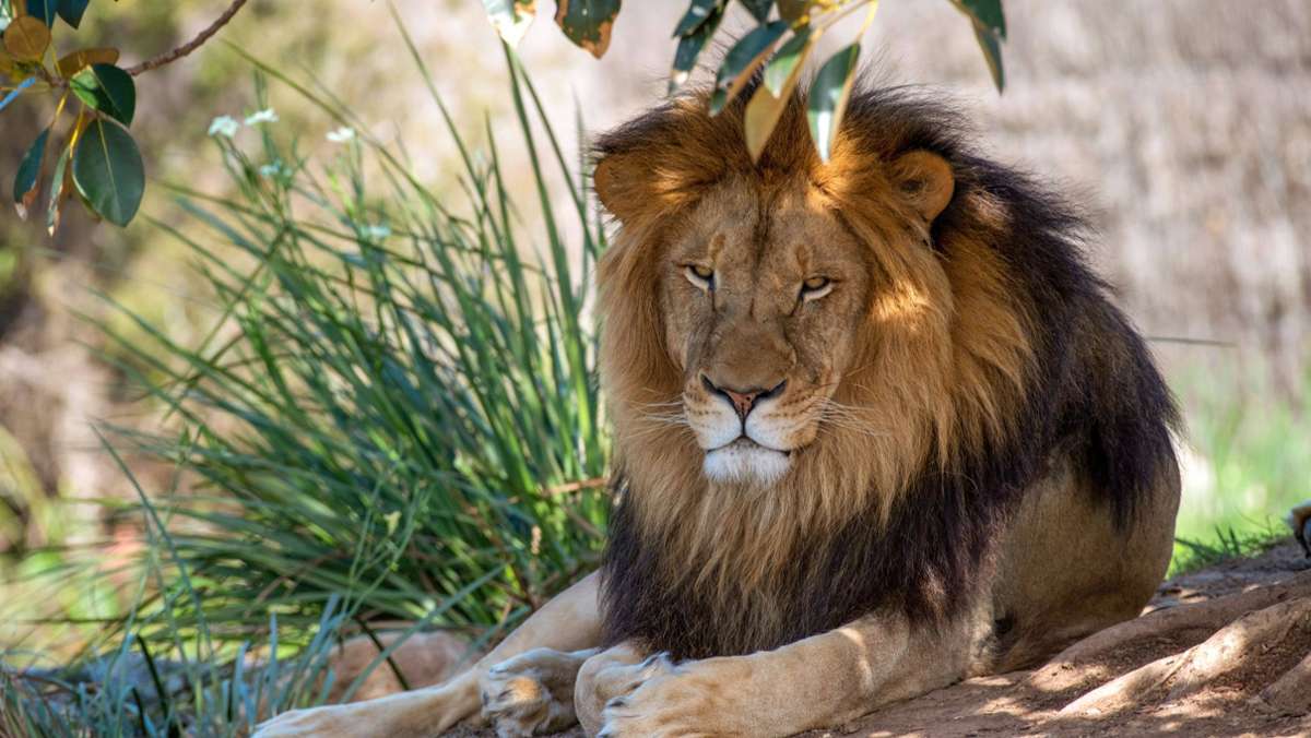 Zoo in Sydney: Löwenrudel bricht aus Gehege aus und sorgt für Aufruhr