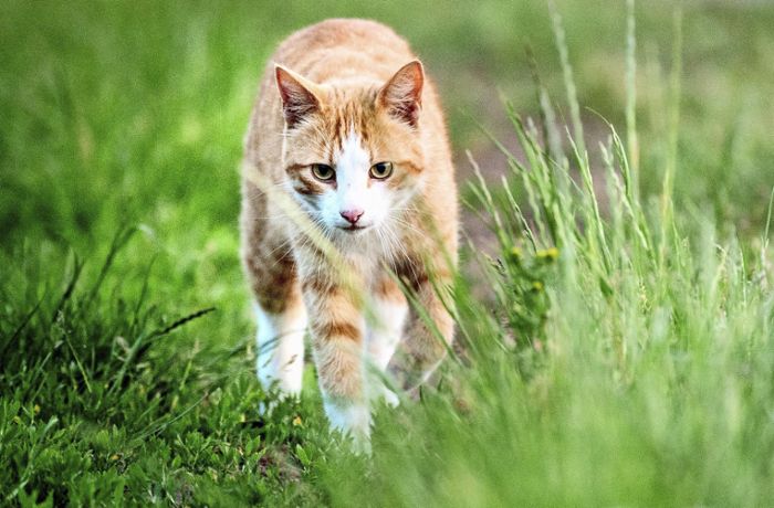 Vermisste Tiere im Kreis Ludwigsburg: Heftiger Streit um Facebook-Katzenhilfe entbrannt