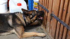 Der deutsche Schäferhund Lennox zeigt an, dass er in einem Schrank der Göppinger Straßenmeisterei Sprengstoff gefunden hat. Foto: Franz Feyder