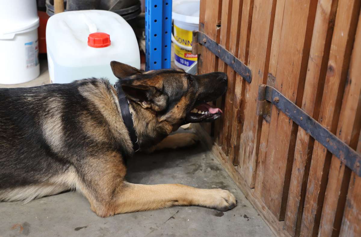 Der deutsche Schäferhund Lennox zeigt an, dass er in einem Schrank der Göppinger Straßenmeisterei Sprengstoff gefunden hat.